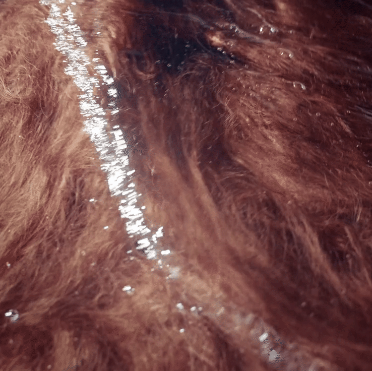 Close-up view of wet auburn human hair with its cuticle texture preserved