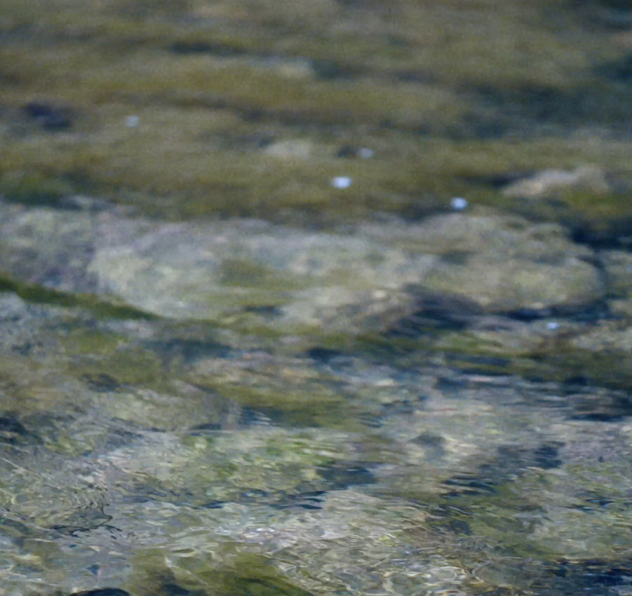 A water droplet in a lush natural environment